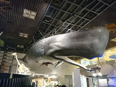 マッコウクジラ「半身模型付全身骨格標本」