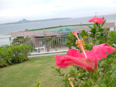 沖縄・ハイビスカスと伊江島